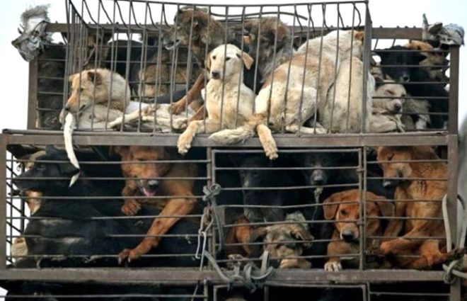 köpek eti satan restoranın sahibinden kan donduran itirafları