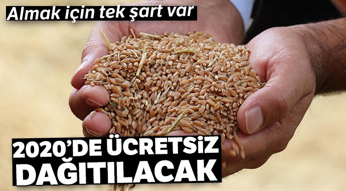 Saraçoğlu Ata tohumları 2020'de ücretsiz dağıtılacak