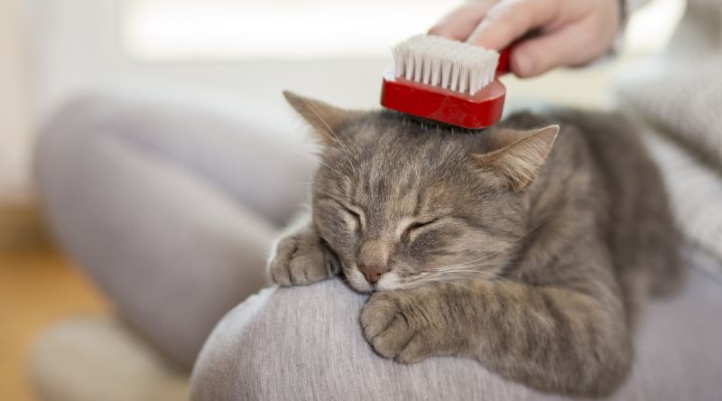 Kediler Hakkında Herşey Kedilerin Hiç Bilmediğiniz Yanları