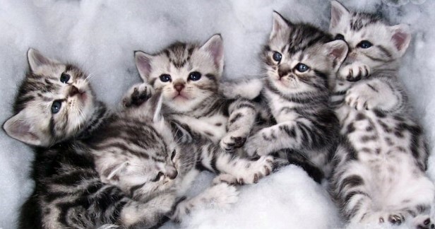 Kediler Hakkında Herşey Kedilerin Hiç Bilmediğiniz Yanları