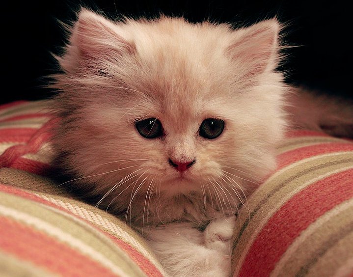 Kediler Hakkında Herşey Kedilerin Hiç Bilmediğiniz Yanları