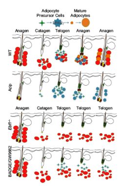 Japon araştırmacılar saç yenilenmesi için kök hücreler buldu!