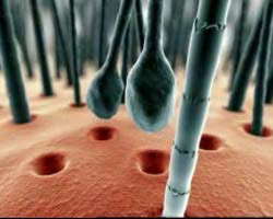 Japon araştırmacılar saç yenilenmesi için kök hücreler buldu