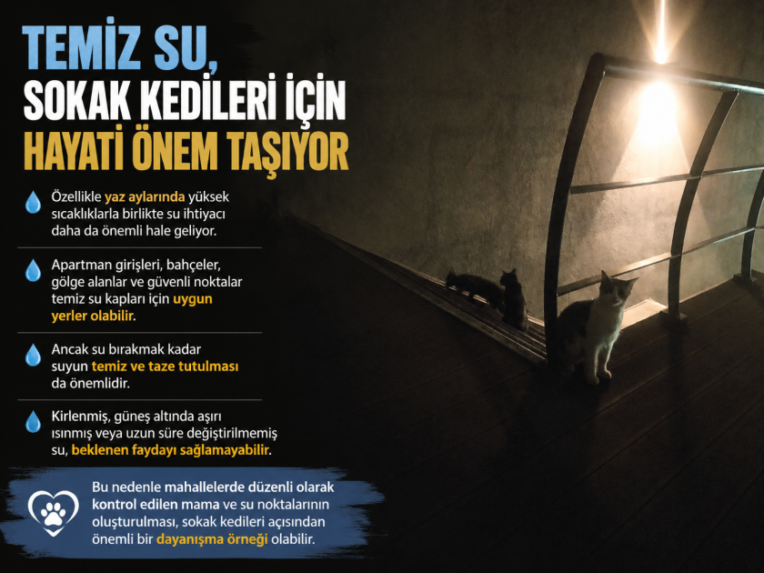 Sokak Kedileri Sahipsiz Değil: Bir Kap Yaş Mama, Bir Kap Su ve Biraz Sevgi .