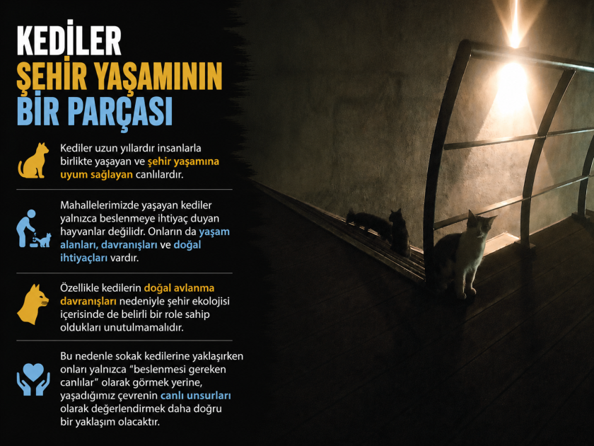 Sokak Kedileri Sahipsiz Değil: Bir Kap Yaş Mama, Bir Kap Su ve Biraz Sevgi .