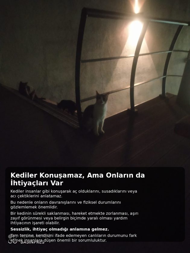 Sokak Kedileri Sahipsiz Değil: Bir Kap Yaş Mama, Bir Kap Su ve Biraz Sevgi .